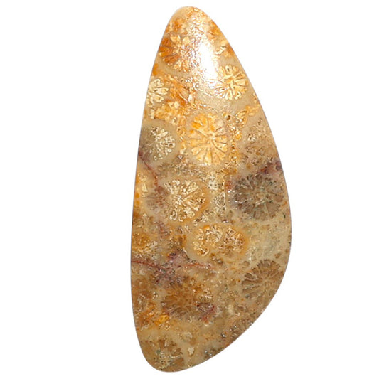 Natural Flower Fossil Coral 15x34.15x3.3 mm Fancy Shape Polished Gemstone LS99-010051