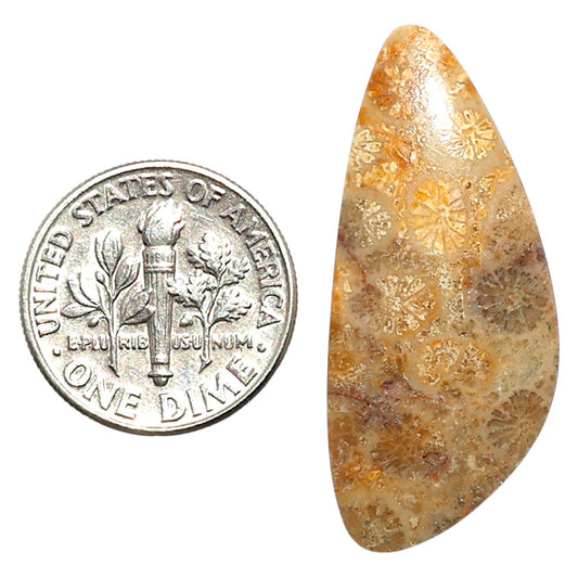 Natural Flower Fossil Coral 15x34.15x3.3 mm Fancy Shape Polished Gemstone LS99-010051