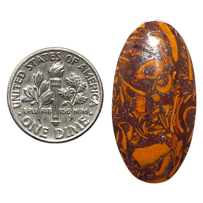 Natural Coquina Fossil Jasper 15.7x30.15x5.4 mm Oval Shape Polished Gemstone LS99-010314