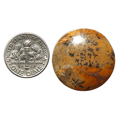 Natural Honey Dendritic Opal 24.7x24.7x5 mm Round Shape Polished Gemstone LS99-010412