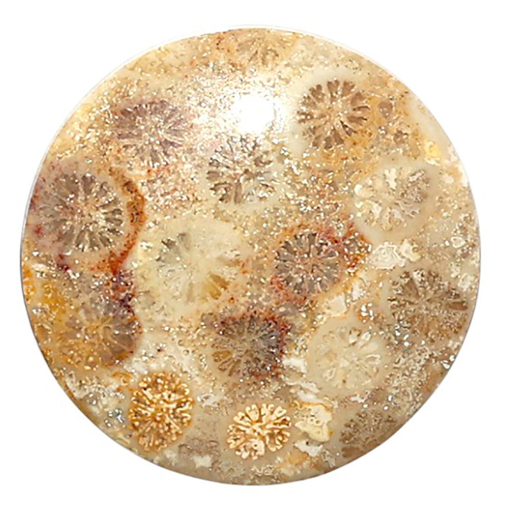 Natural Flower Fossil Coral 24x24x4.5 mm Round Shape Polished Gemstone LS99-010418