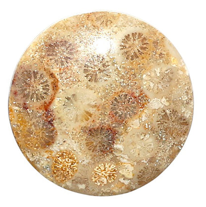 Natural Flower Fossil Coral 24x24x4.5 mm Round Shape Polished Gemstone LS99-010418