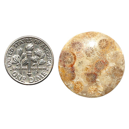 Natural Flower Fossil Coral 24x24x4.5 mm Round Shape Polished Gemstone LS99-010418