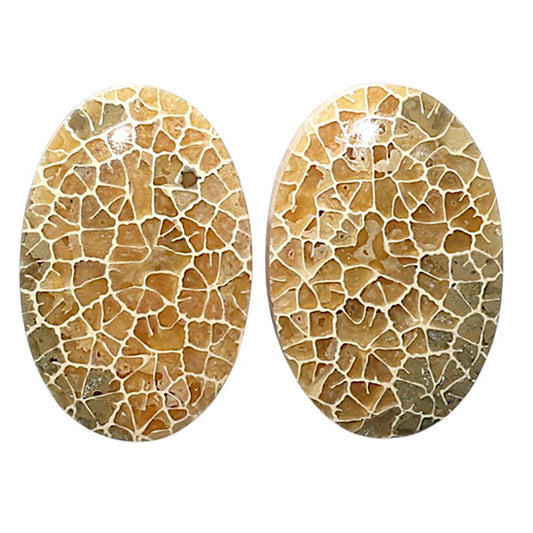 Natural Flower Fossil Coral 15x22.7x5 mm Oval Shape Polished Gemstone LS99-010432