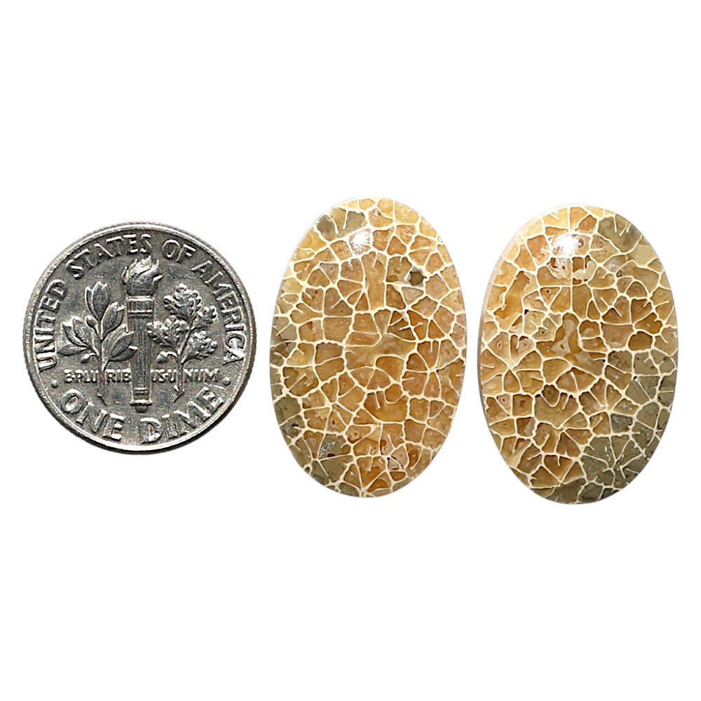 Natural Flower Fossil Coral 15x22.7x5 mm Oval Shape Polished Gemstone LS99-010432