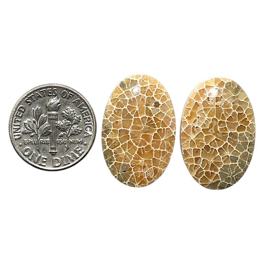 Natural Flower Fossil Coral 15x22.7x5 mm Oval Shape Polished Gemstone LS99-010432