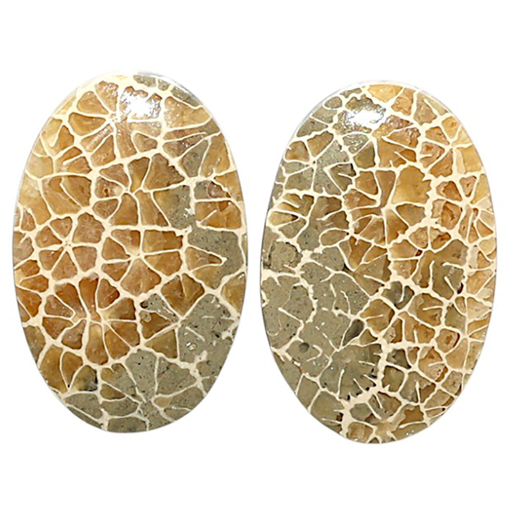 Natural Flower Fossil Coral 15.1x23.1x4.5 mm Oval Shape Polished Gemstone LS99-010439