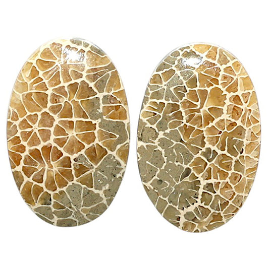 Natural Flower Fossil Coral 15.1x23.1x4.5 mm Oval Shape Polished Gemstone LS99-010439