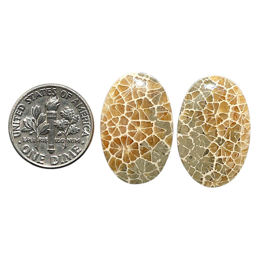 Natural Flower Fossil Coral 15.1x23.1x4.5 mm Oval Shape Polished Gemstone LS99-010439