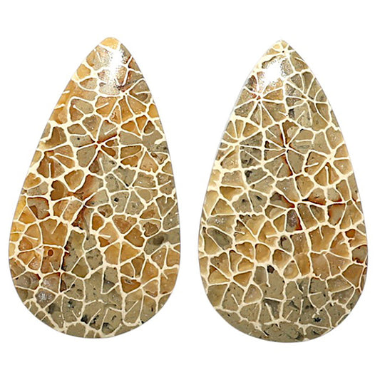 Natural Flower Fossil Coral 16.1x28.3x3.5 mm Pear Shape Polished Gemstone LS99-010440