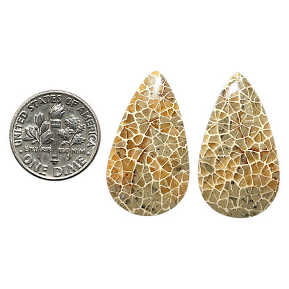 Natural Flower Fossil Coral 16.1x28.3x3.5 mm Pear Shape Polished Gemstone LS99-010440