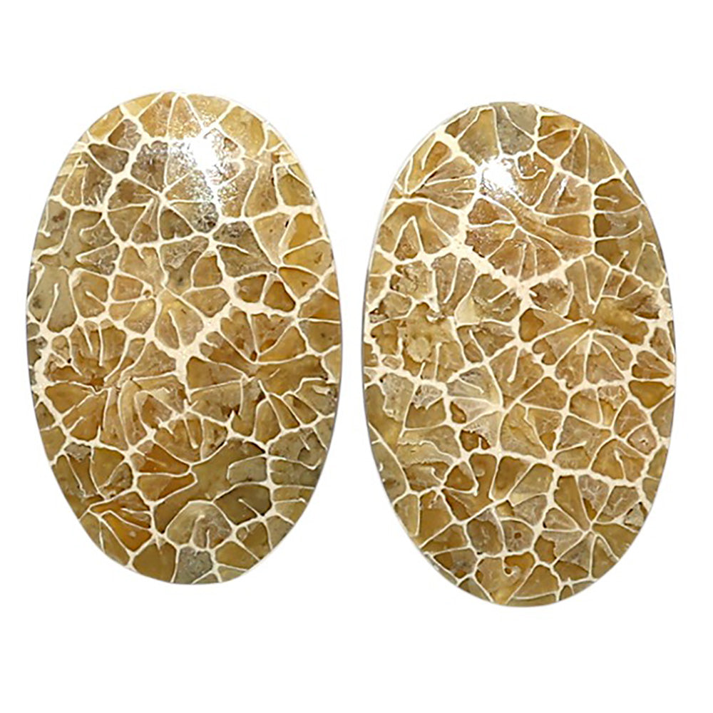 Natural Flower Fossil Coral 15.8x25x5 mm Oval Shape Polished Gemstone LS99-010463