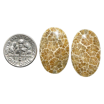 Natural Flower Fossil Coral 15.8x25x5 mm Oval Shape Polished Gemstone LS99-010463