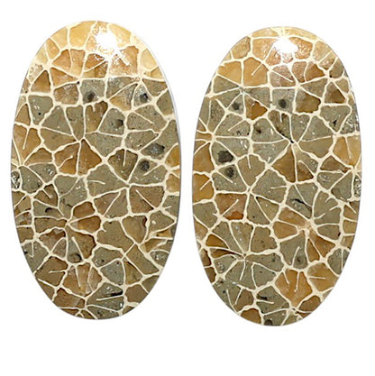 Natural Flower Fossil Coral 13.7x24x4 mm Oval Shape Polished Gemstone LS99-010471