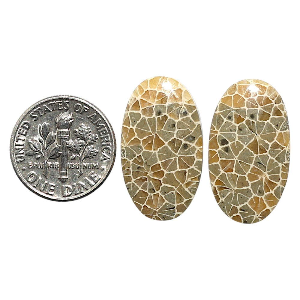 Natural Flower Fossil Coral 13.7x24x4 mm Oval Shape Polished Gemstone LS99-010471