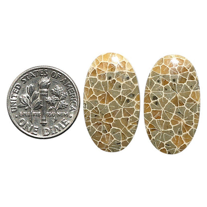 Natural Flower Fossil Coral 13.7x24x4 mm Oval Shape Polished Gemstone LS99-010471