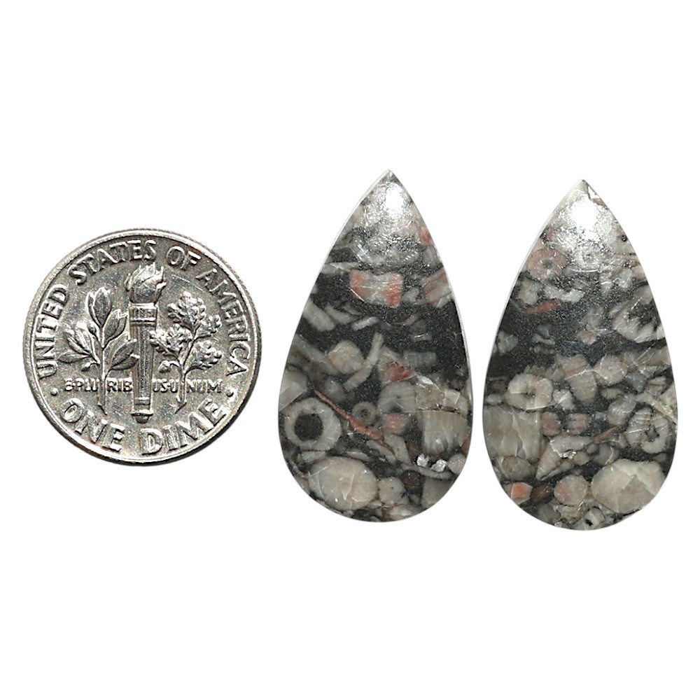Natural Crinoid Fossil Coral 14.7x26.2x4 mm Pear Shape Polished Gemstone LS99-010505