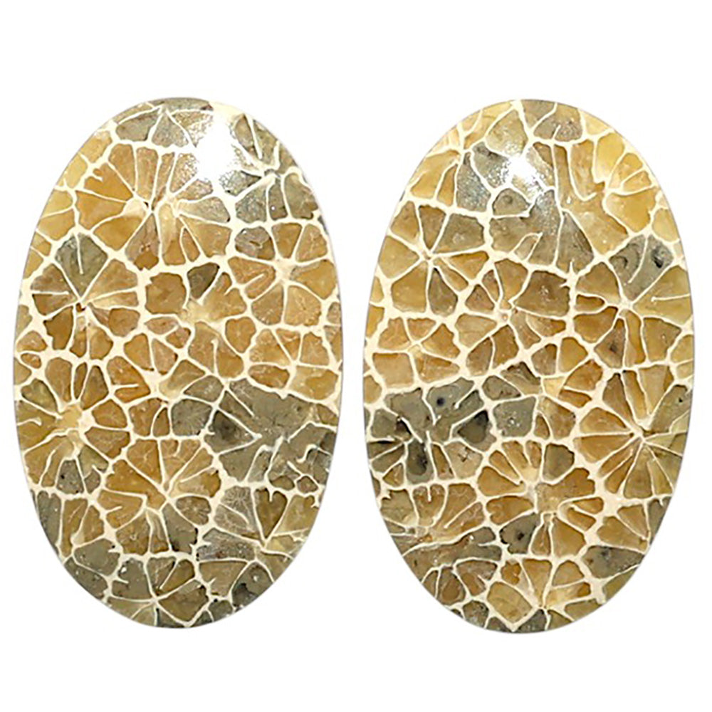 Natural Flower Fossil Coral 16x25.4x3.5 mm Oval Shape Polished Gemstone LS99-010519