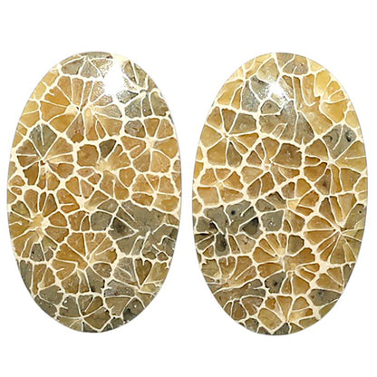 Natural Flower Fossil Coral 16x25.4x3.5 mm Oval Shape Polished Gemstone LS99-010519