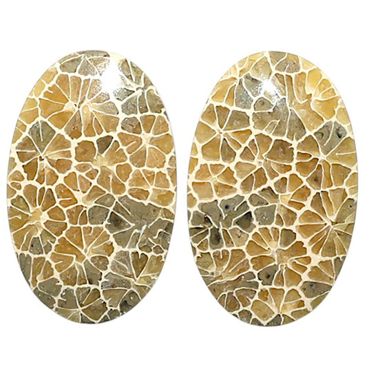 Natural Flower Fossil Coral 16x25.4x3.5 mm Oval Shape Polished Gemstone LS99-010519