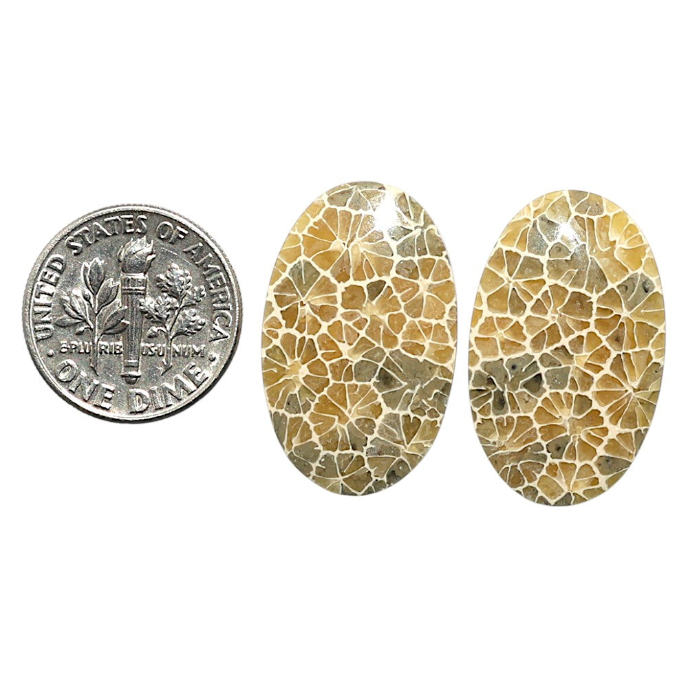 Natural Flower Fossil Coral 16x25.4x3.5 mm Oval Shape Polished Gemstone LS99-010519