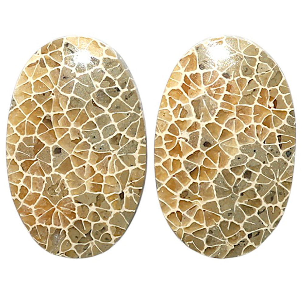 Natural Flower Fossil Coral 17x26.6x4 mm Oval Shape Polished Gemstone LS99-010520