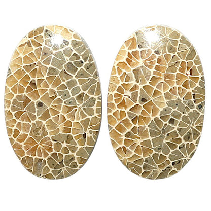 Natural Flower Fossil Coral 17x26.6x4 mm Oval Shape Polished Gemstone LS99-010520