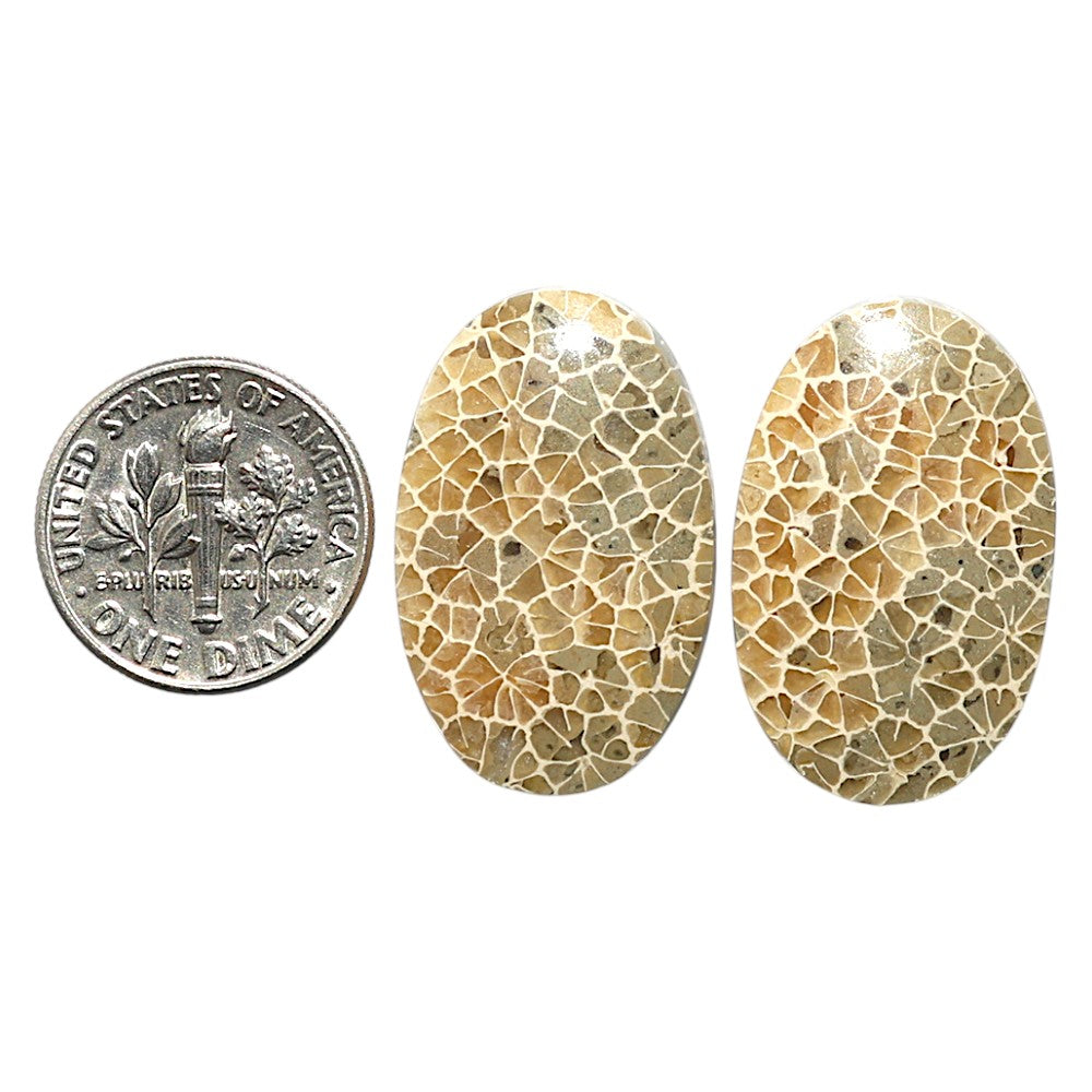 Natural Flower Fossil Coral 17x26.6x4 mm Oval Shape Polished Gemstone LS99-010520