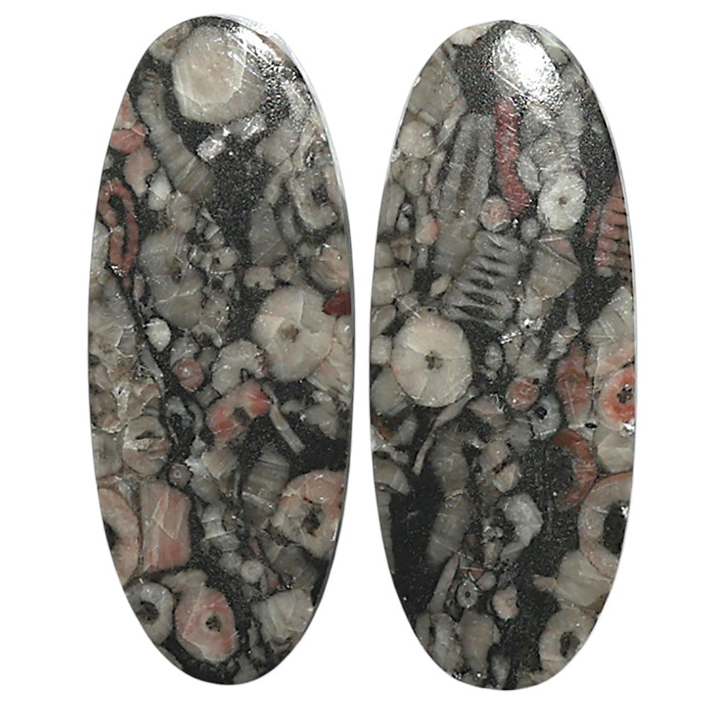 Natural Crinoid Fossil Coral 14.3x35.7x3.5 mm Oval Shape Polished Gemstone LS99-010562