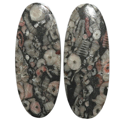 Natural Crinoid Fossil Coral 14.3x35.7x3.5 mm Oval Shape Polished Gemstone LS99-010562