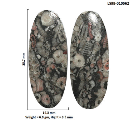 Natural Crinoid Fossil Coral 14.3x35.7x3.5 mm Oval Shape Polished Gemstone LS99-010562