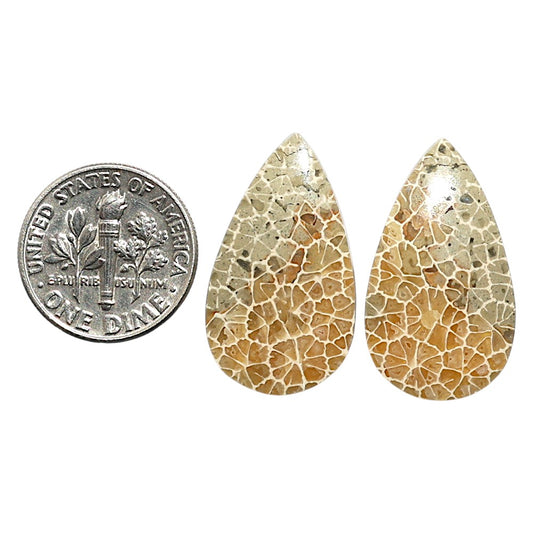 Natural Flower Fossil Coral 15x25.9x4 mm Pear Shape Polished Gemstone LS99-010627
