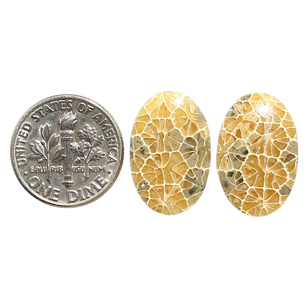 Natural Flower Fossil Coral 12.6x19.1x3.5 mm Oval Shape Polished Gemstone LS99-09505