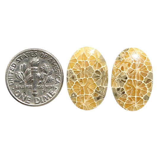 Natural Flower Fossil Coral 12.6x19.1x3.5 mm Oval Shape Polished Gemstone LS99-09505