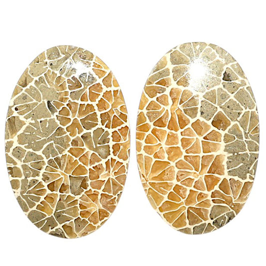 Natural Flower Fossil Coral 15.3x23.5x4 mm Oval Shape Polished Gemstone LS99-09511