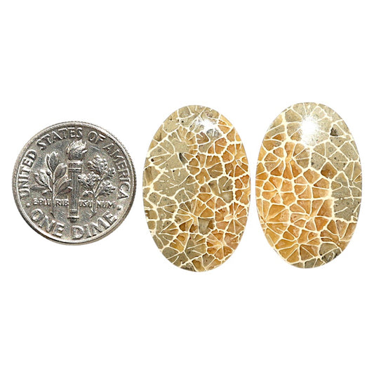 Natural Flower Fossil Coral 15.3x23.5x4 mm Oval Shape Polished Gemstone LS99-09511