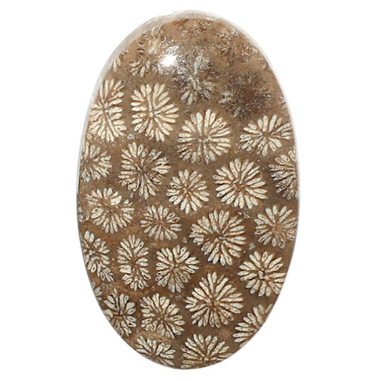 Natural Flower Fossil Coral 16x25.5x5 mm Oval Shape Polished Gemstone LS99-09671