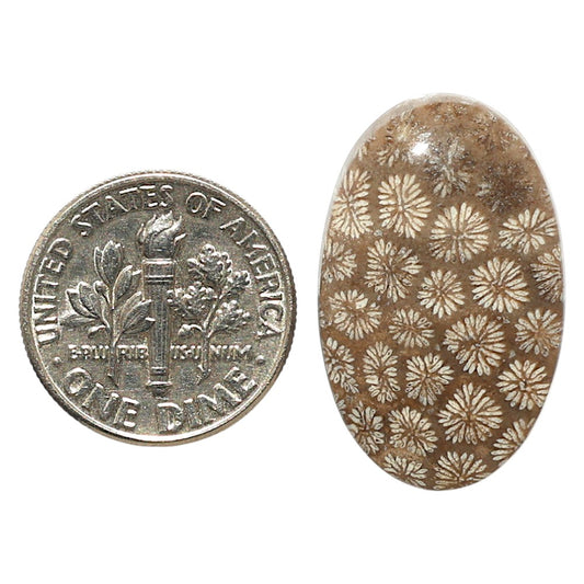 Natural Flower Fossil Coral 16x25.5x5 mm Oval Shape Polished Gemstone LS99-09671