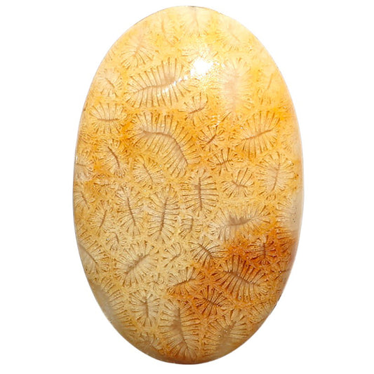 Natural Ant Fossil Coral 22.85x35.3x5 mm Oval Shape Polished Gemstone LS99-09723