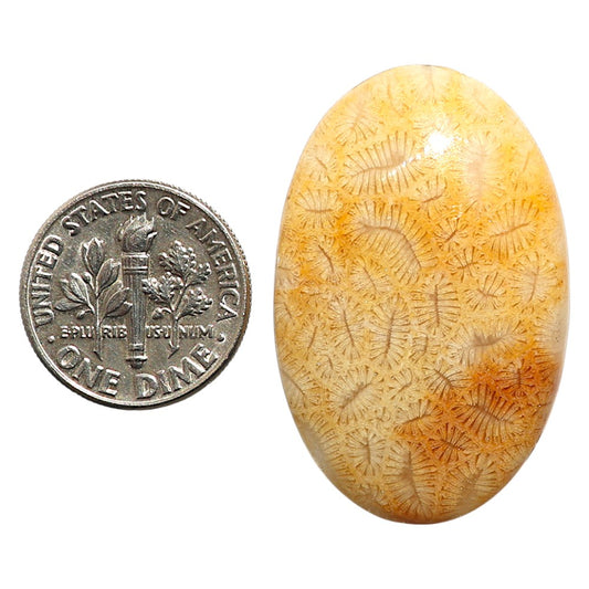 Natural Ant Fossil Coral 22.85x35.3x5 mm Oval Shape Polished Gemstone LS99-09723