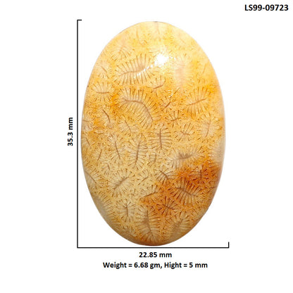 Natural Ant Fossil Coral 22.85x35.3x5 mm Oval Shape Polished Gemstone LS99-09723