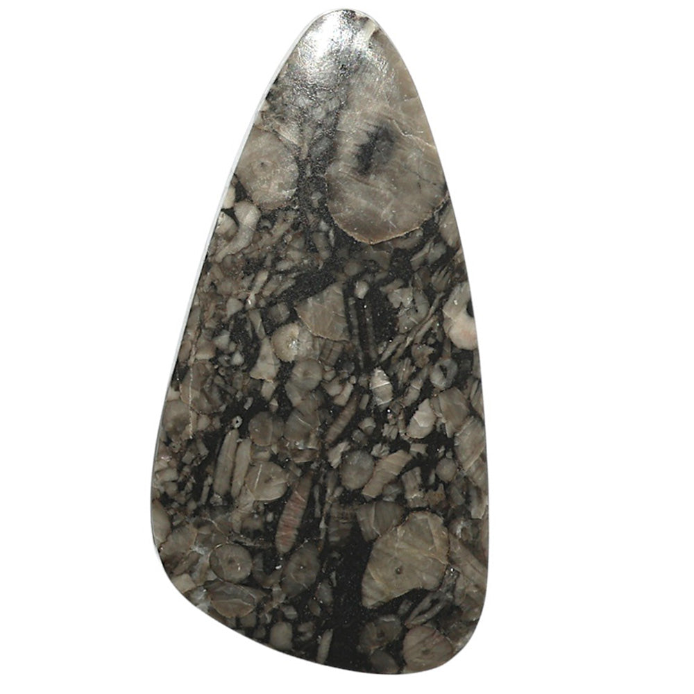 Natural Mexican Cabbing Fossil 24x47.5x5.8 mm Fancy Shape Polished Gemstone LS99-09730