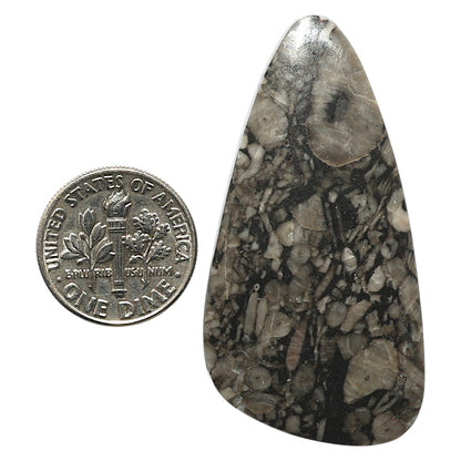 Natural Mexican Cabbing Fossil 24x47.5x5.8 mm Fancy Shape Polished Gemstone LS99-09730