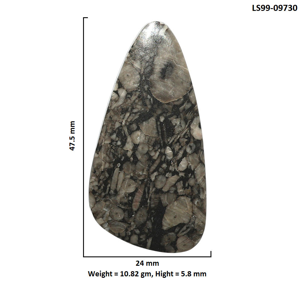 Natural Mexican Cabbing Fossil 24x47.5x5.8 mm Fancy Shape Polished Gemstone LS99-09730