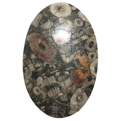 Natural Crinoid Fossil Coral 23.9x36.8x6 mm Oval Shape Polished Gemstone LS99-09875