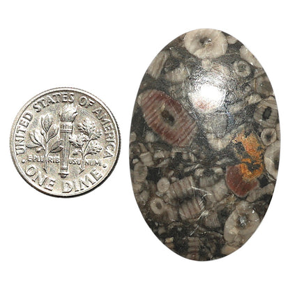 Natural Crinoid Fossil Coral 23.9x36.8x6 mm Oval Shape Polished Gemstone LS99-09875