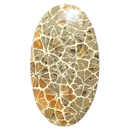 Natural Flower Fossil Coral 14.4x25.35x3.8 mm Pear Shape Polished Gemstone LS99-09930