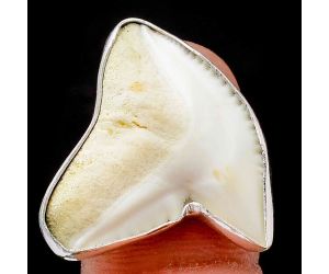 Natural Shark Teeth Ring size-9 SDR105715, 22x24 mm