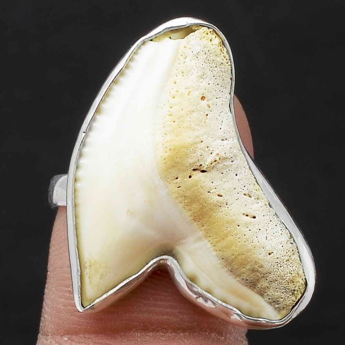 Natural Shark Teeth Ring size-8 SDR105820 R-1001, 19x26 mm