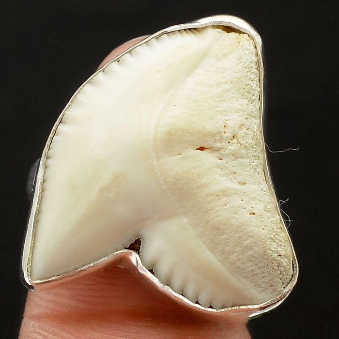 Genuine Shark Teeth Ring size-8.5 SDR75785 R-1001, 21x23 mm